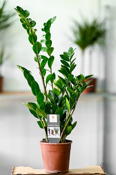 Замиокулькас D12-D14 16 - фото 634731