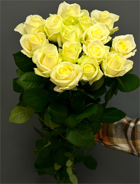 Белые розы 60см (пачка 10шт) 600022256 - фото 635195