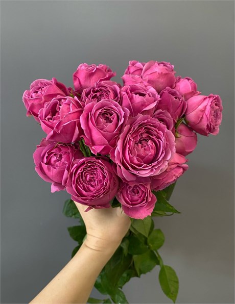 Пионовидная роза Мисти Баблз куст (пачка 10шт) 54090909 - фото 635407