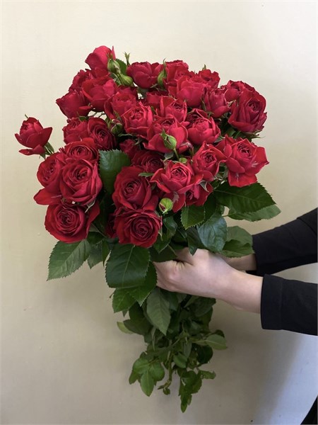 Кустовые розы Ред Баблз (пачка 10шт) 88856253 - фото 635822