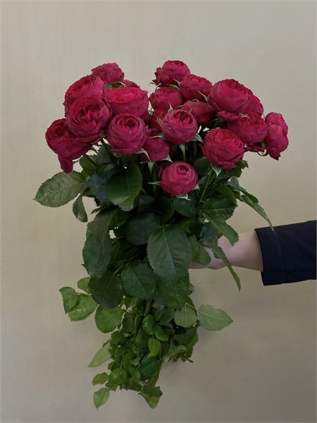 Кустовые пионовидные розы Марун (пачка 10шт) 5637894 - фото 635824