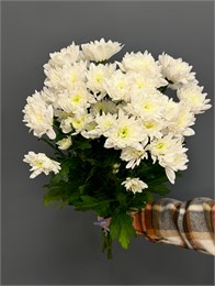 Хризантема Балтика белая (пачка 5шт) 337799332