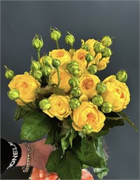 Каталина пионовидная куст (пачка 10шт) 3377885