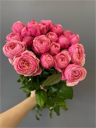 Пионовидная Сильвия Пинк куст (пачка 10шт) 568994422