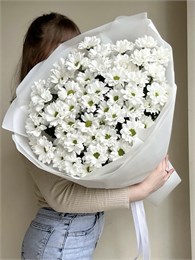 Белая хризантема ромашка в пленке (11шт) 560099999