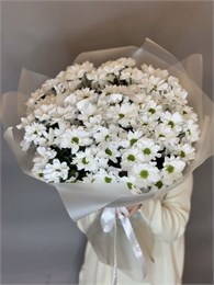 Белая хризантема ромашка в пленке (15шт) 49444544