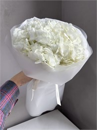 Белые гортензии в упаковке "Туман" (5шт) 4545454556