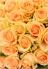 Персиковая роза 101шт 5656565656 - фото 635395