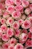 Кустовые розы Кейтлин в пленке (21шт) 454676676 - фото 635620