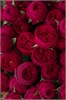 Пионовидные розы Марун в пленке (15шт) 897898789 - фото 635626