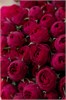 Пионовидные розы Марун в пленке (25шт) 4545454545 - фото 635633
