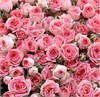 Кустовые розы Кейт в пленке (51шт) 859674 - фото 635785